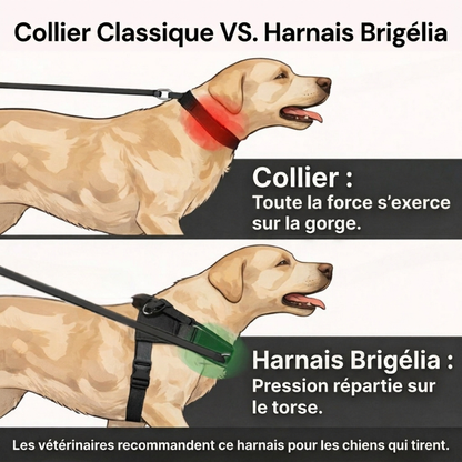 Harnais Anti-Traction pour Chien