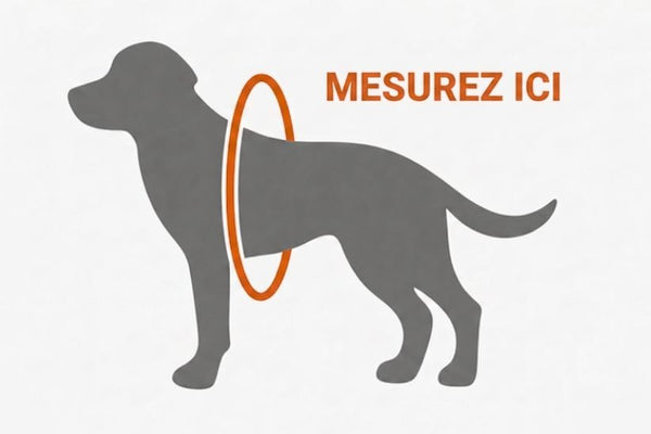 Mesurer le poitrail du chien